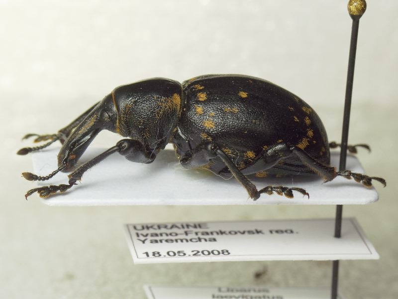 Liparus glabrirostris Kuster, 1849